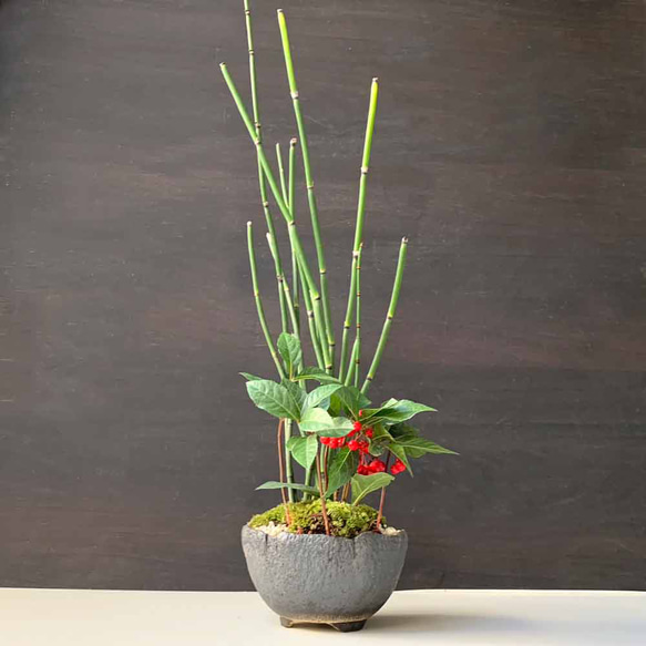現在実なし】凛としたトクサと縁起よいヤブコウジを寄せ植え