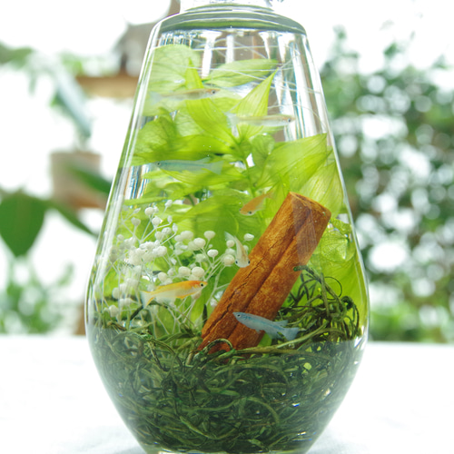 選べるシールorタグ！作りたて!再販13】めだかのさんぽ道 苔の道 深い