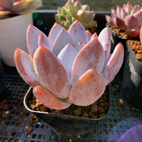 多肉植物 ムーンストーン×コロラータ 抜き苗 根付き （多肉植物 彩雲閣  