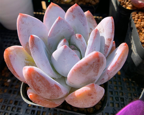 e68fe9e0251726e3b446c4d491ddc7