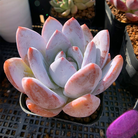 多肉植物　コロラータxバーバラ 多肉植物 コロラータxバーバラ 【公式通販】