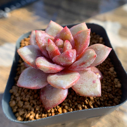 多肉植物エケベリア　ドイツシャンペン 1720434475295_116761_p_2024070