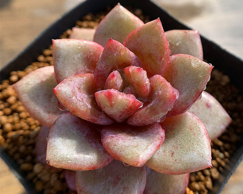 多肉植物エケベリア　ドイツシャンペン 856bf9d38f79eccf07303b17cbcd16