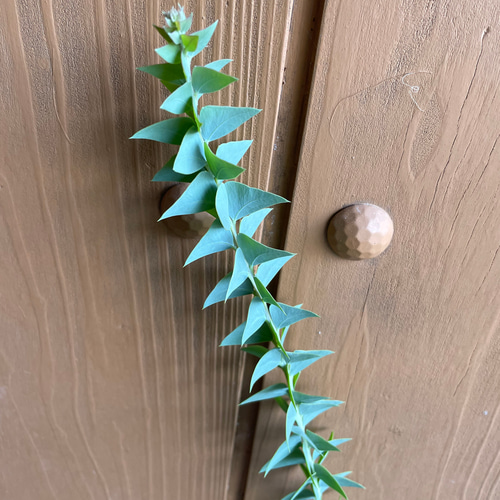 ミモザ アカシア 三角葉 大苗 人気 観葉植物 希少 レア シンボルツリー