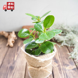 尖閣ガジュマルの木』パンダガジュマル☆風水パワー☆多幸の樹