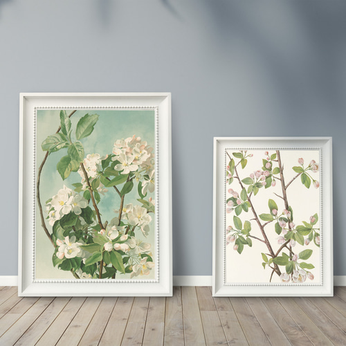 柔らかな雰囲気のボタニカルアート　植物画　ポスター　検）モモナチュラル 柔らかな雰囲気のボタニカルアート植物画ポスター検）モモナチュラル