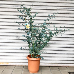 樹形良好 ユーカリ グニー 8号鉢 その他インテリア雑貨 PLANTS SHOP
