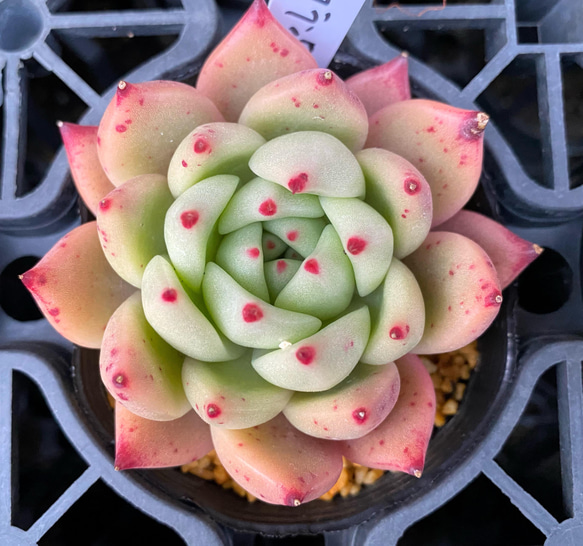 フランクhyb 抜き苗 多肉植物