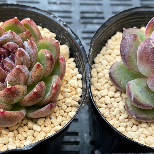 ブラックローズ 韓国苗 多肉植物 多肉植物 プクニク 通販