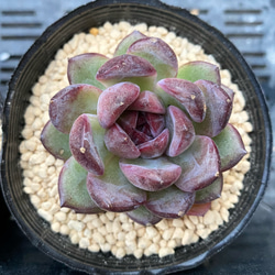 ブラックローズ 韓国苗 多肉植物 多肉植物 プクニク 通販 12624540