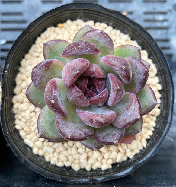 ブラックローズ 韓国苗 多肉植物 多肉植物 プクニク 通販