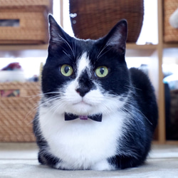 ハロウィン後も使える猫さん首輪　取り外せるリボン付き　パープル×ブラック 2枚目の画像