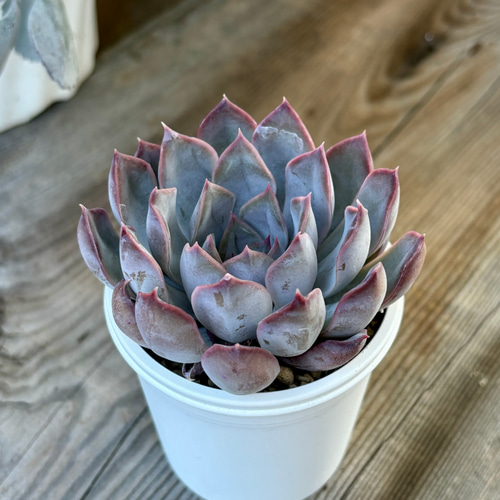 ダークアイス 多肉植物 多肉植物 kanomarihome 通販 12629446｜Creema