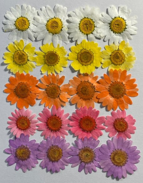 ノースポール✼ sddefault.jpg