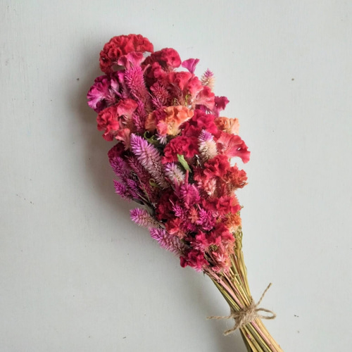 ケイトウのドライフラワー ドライフラワー nyao-mery 通販 12635508