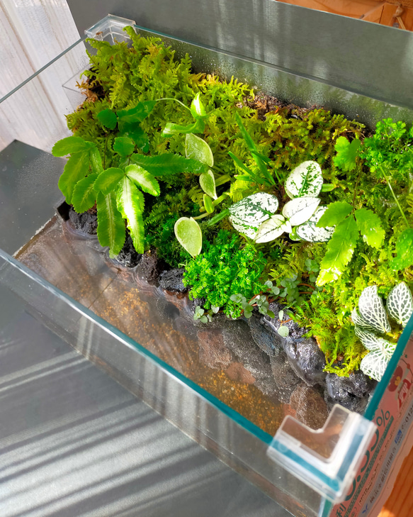自然の中の飼育箱、小水槽、アクアリウム、苔テラリウム 