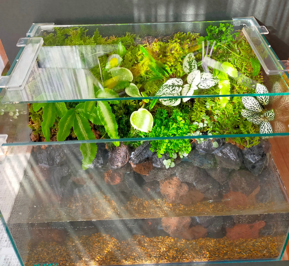 自然の中の飼育箱、小水槽、アクアリウム、苔テラリウム 