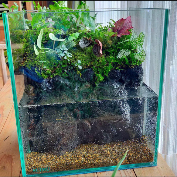 自然の中の飼育箱、小水槽、アクアリウム、苔テラリウム 