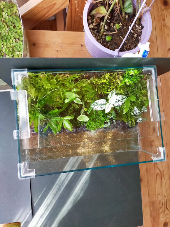 自然の中の飼育箱、小水槽、アクアリウム、苔テラリウム 