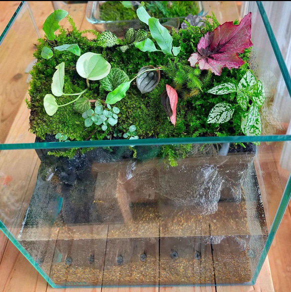 自然の中の飼育箱、小水槽、アクアリウム、苔テラリウム 