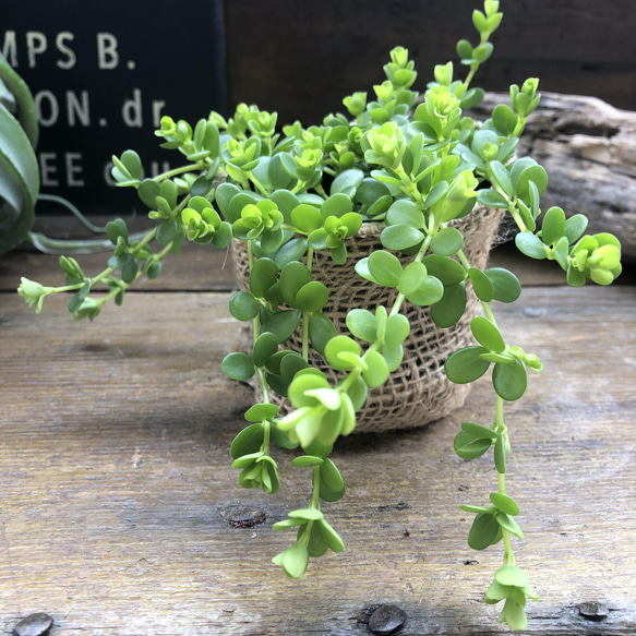 デピーナ♡ペペロミア♡観葉植物♡可愛い葉っぱ 7枚目の画像