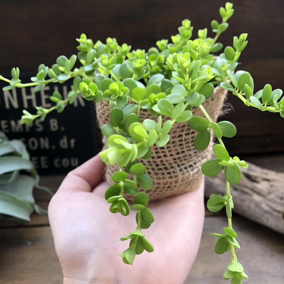 デピーナ♡ペペロミア♡観葉植物♡可愛い葉っぱ 8枚目の画像