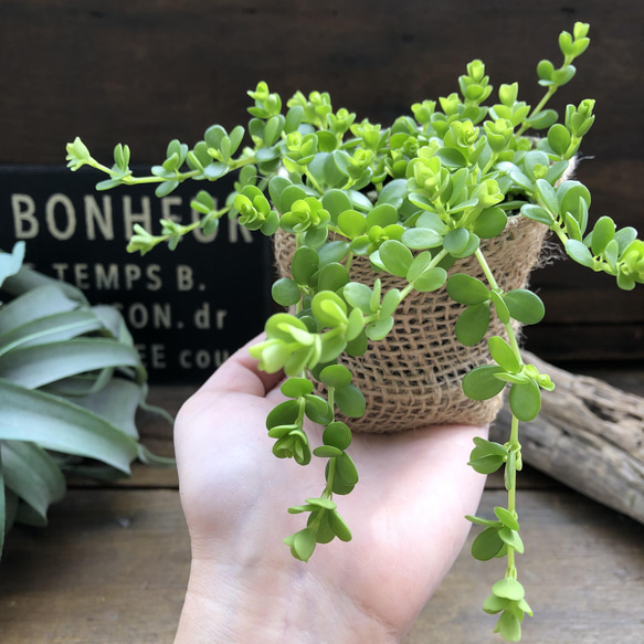 デピーナ♡ペペロミア♡観葉植物♡可愛い葉っぱ 4枚目の画像