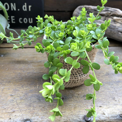 デピーナ♡ペペロミア♡観葉植物♡可愛い葉っぱ 6枚目の画像