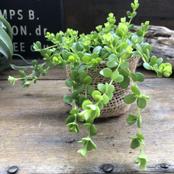 デピーナ♡ペペロミア♡観葉植物♡可愛い葉っぱ 12枚目の画像