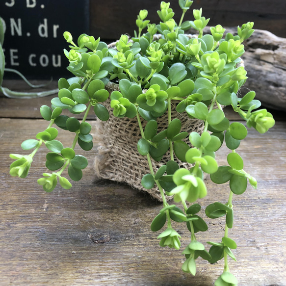 デピーナ♡ペペロミア♡観葉植物♡可愛い葉っぱ 5枚目の画像