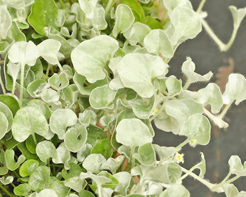 30ca0924aaa0be8c56ae9c06d7cecb