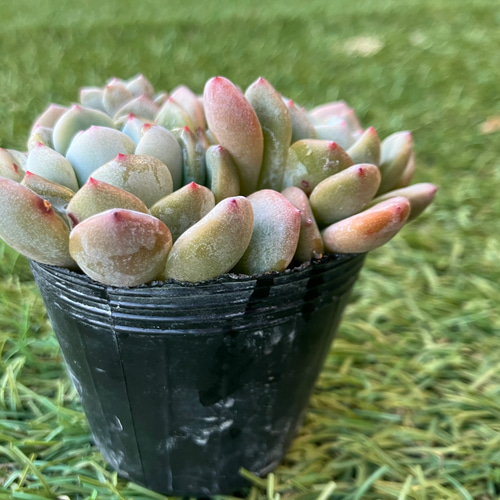 2苗 ラウリンゼ×アモエナ 地底人 交配苗 抜き苗 多肉植物 苗 多肉 多肉