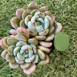 ブラックオブツーサ ハオルチハオルシア 多肉 多肉植物 抜き苗 大きめ