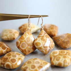 ☆最終半額セール☆大人気☆超希少 フォシルコーラル AAA 化石珊瑚