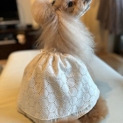 ハンドメイド犬服 サークルレースのワンピース ペット服