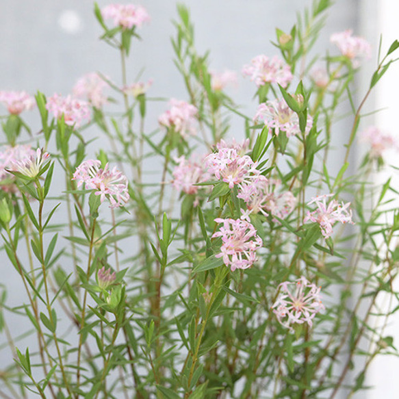 グレビレア「ピンク・ミジェット」 5号ロングスリット鉢