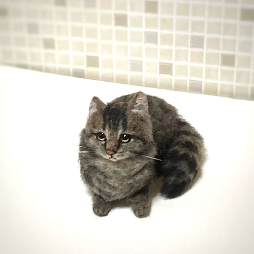 サンプルページ ノルウェージャンフォレスト キジトラ 黒キジ 羊毛