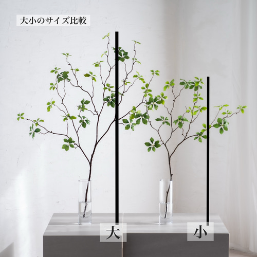 (ᵔᴥᵔ)挿し穂用カット枝1本♡大人可愛い♡ ᵔᴥᵔ)挿し穂♡希少♡大人可愛い♡