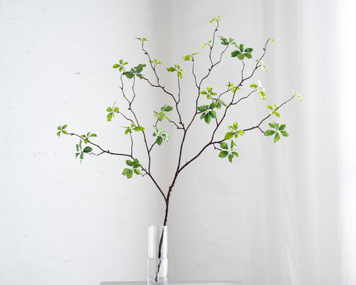 (ᵔᴥᵔ)挿し穂用カット枝1本♡大人可愛い♡ (ᵔᴥᵔ)挿し穂用カット枝1本♡大人可愛い♡