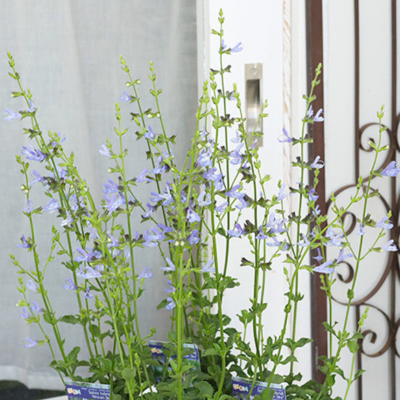 花苗 宿根草 サルビア セージ ハイブリッド アフリカンスカイ 3