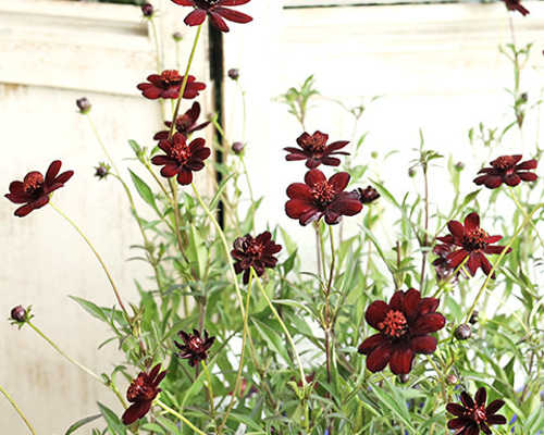 785620f2ef21f148a5b44be7871b4e