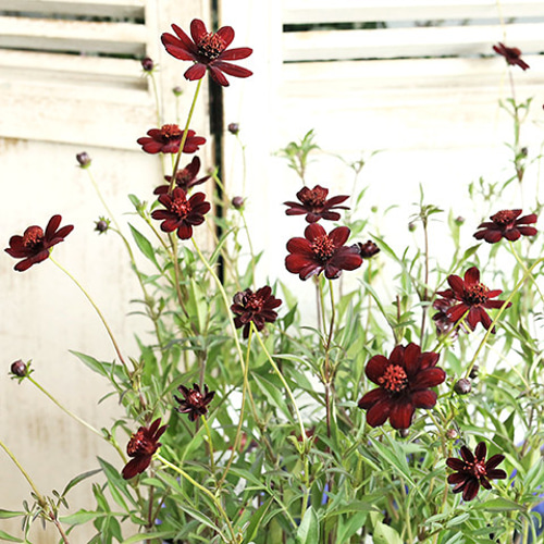 再入荷花苗 PW チョコレートコスモス チョカモカ 3号ロングポット