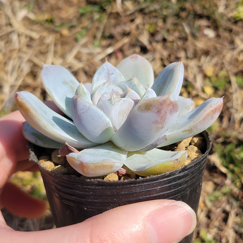 スノーバニー 多肉植物 エケベリア その他インテリア雑貨 多肉のたかだ