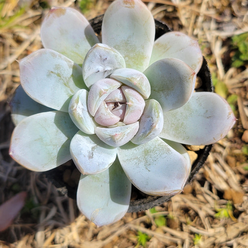 スノーバニー 多肉植物 エケベリア その他インテリア雑貨 多肉のたかだ