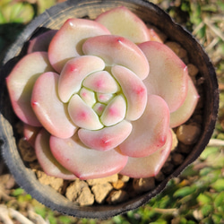 ピンクチップ錦♥マジョリカ♥　多肉植物　エケベリア ピンクチップ錦♥マジョリカ様専用♥ 多肉植物 エケベリア 観葉植物