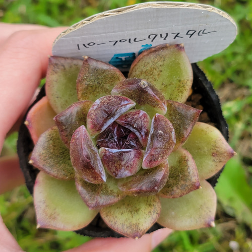 パープルクリスタル 多肉植物 エケベリア その他インテリア雑貨