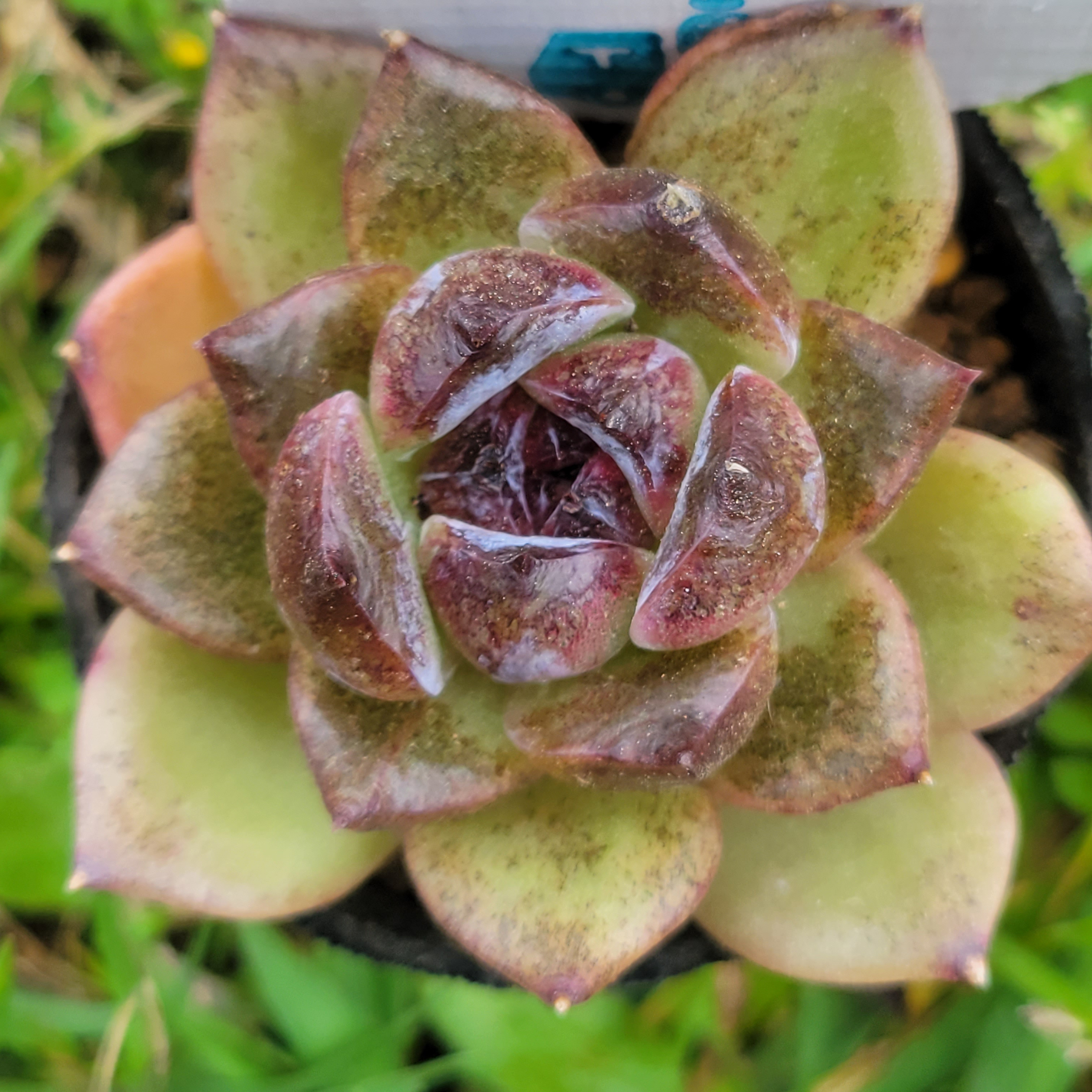 パープルクリスタル 紫水晶 エケベリア 多肉植物 抜き苗 パープルクリスタル (抜き苗)【エケベリア】多肉植物 多肉植物