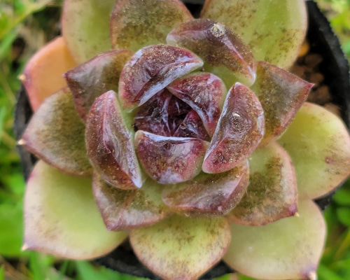 パープルクリスタル 多肉植物 エケベリア その他インテリア雑貨 多肉の