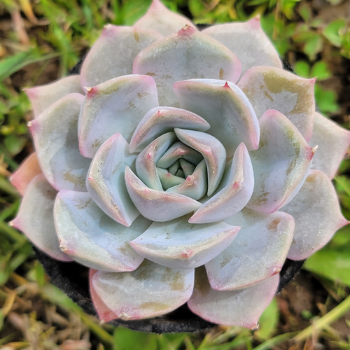 フィオナ錦 多肉植物