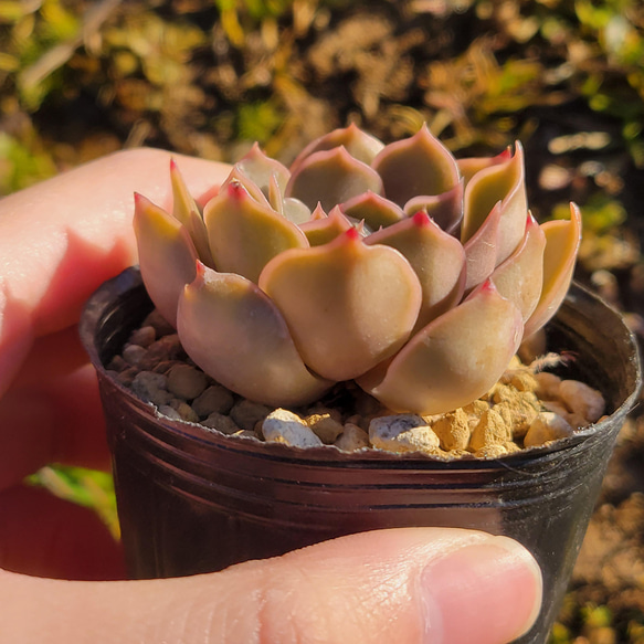 kiss 多肉植物 エケベリア 3枚目の画像